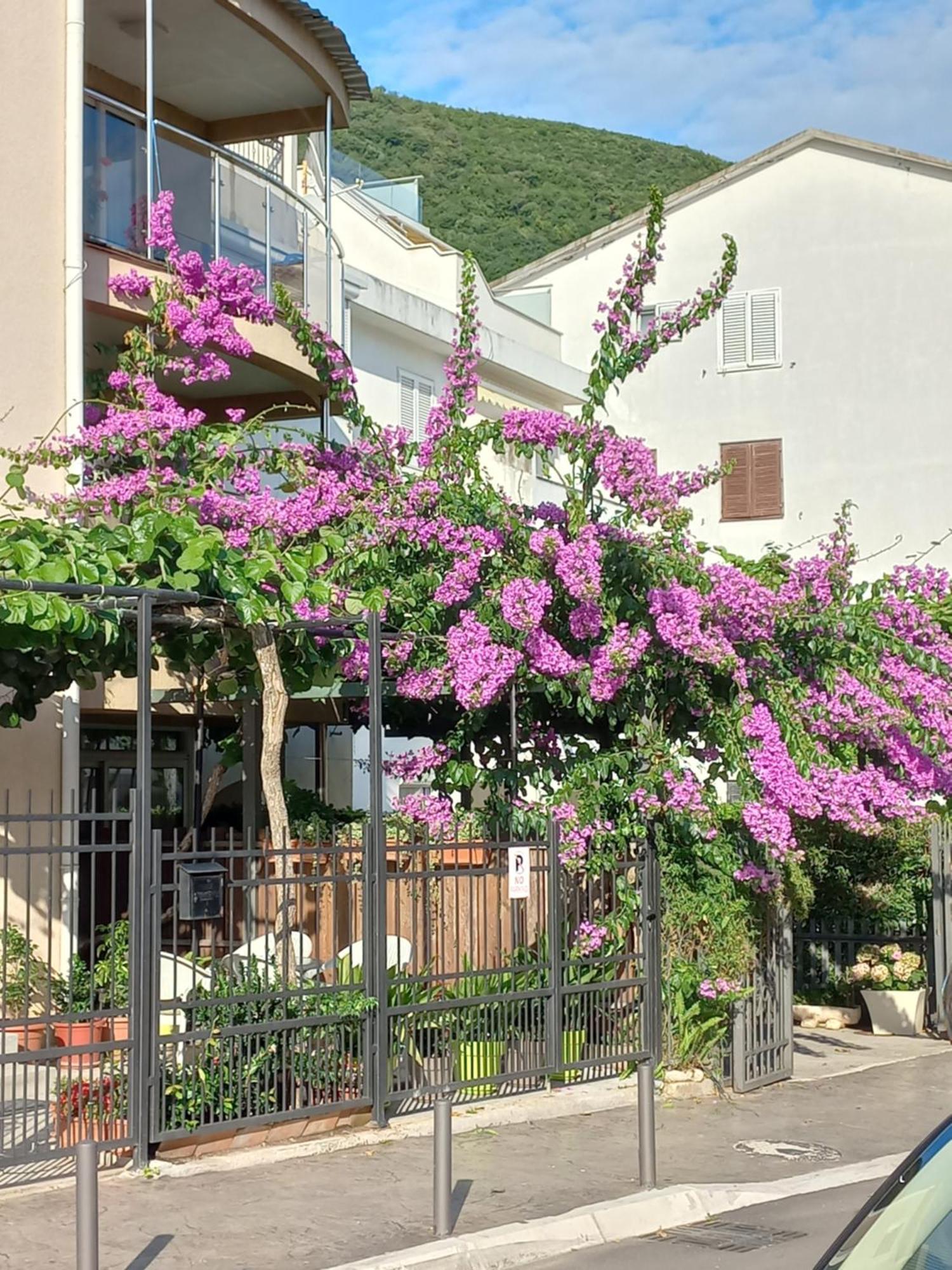 Egon Apartments Budva Extérieur photo